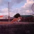 Flowbee