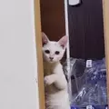 Dami