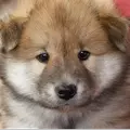 Корэ